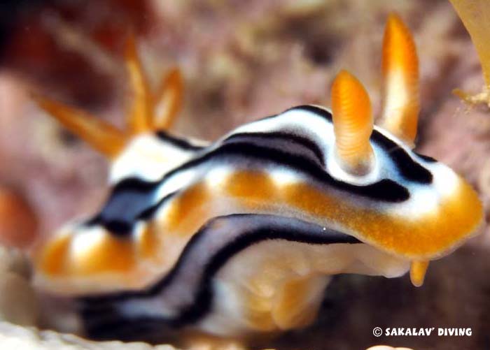 Nudibranchs planarians de Nosy Be Madagascar